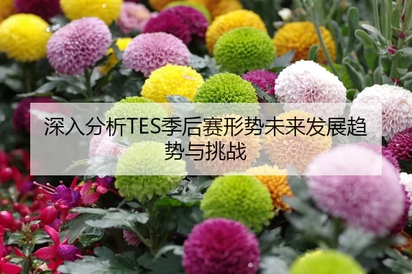 深入分析TES季后赛形势未来发展趋势与挑战
